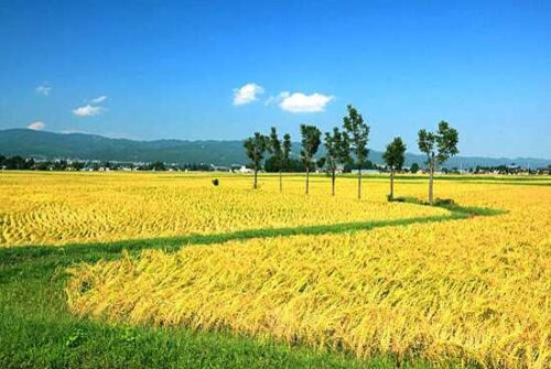 新潟県の未接種婚活会員様（ご入会者様）の特徴